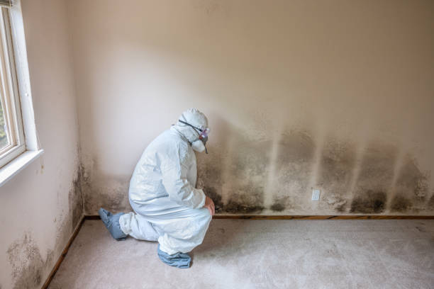 Best Real Estate Mold Inspection  in Farmer City, IL